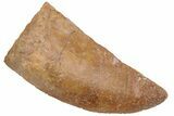 Serrated, Carcharodontosaurus Tooth - Real Dinosaur Tooth #230615-1